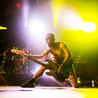 Notkea Kumikameli. Kuva: Janina Joutsen